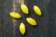 YellowΥޡ֥ͤΥ饹ܥ2.30.90.9cm gbu-068