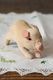 �ڥ��������աۼ�ΤҤ饵�����ΰ��餷���֥��Τ̤�����ߡ�W11cm��gt-1157
