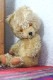 �ե�󥹤Υ���˥奤��ʷ�ϵ��Υ�����ɥ�إ��Υ٥�40cm 1950-60ǯ�庢 gt-976