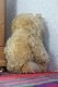 �ե�󥹤Υ���˥奤��ʷ�ϵ��Υ�����ɥ�إ��Υ٥�40cm 1950-60ǯ�庢 gt-976