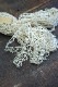 ե󥹥ƥ졼ȥ«18m gla-1756