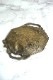 ����ƥ������֥��󥺤��鯤Υ�꡼�դΥȥ졼1870ǯ�庢24��19��3.3cm gk-610