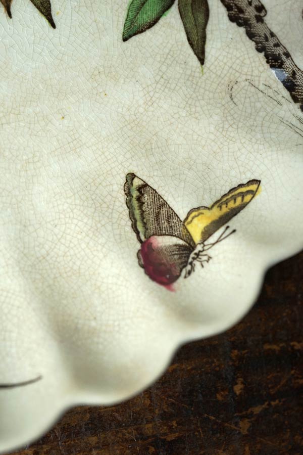 ꥹWAAΤФ֤ĻΥץ졼19CW21.5cm gc-1700