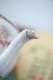 �ڽ�����ۥ��륰�ߥ��U&C SARREGUEMINES������礭�ʥ������Υݥå� gc-1460