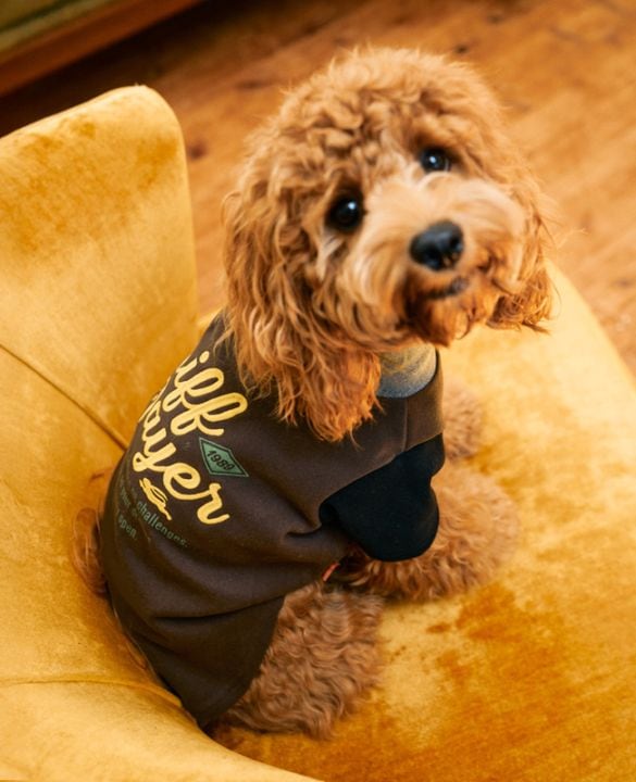 クリフメイヤー[公式] もちのびT(ロゴ) DOG D2515606