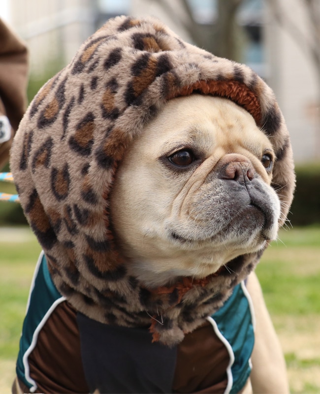 クリフメイヤー[公式] ニンジャりん DOG D2527816 | DOG ドッグ,雑貨