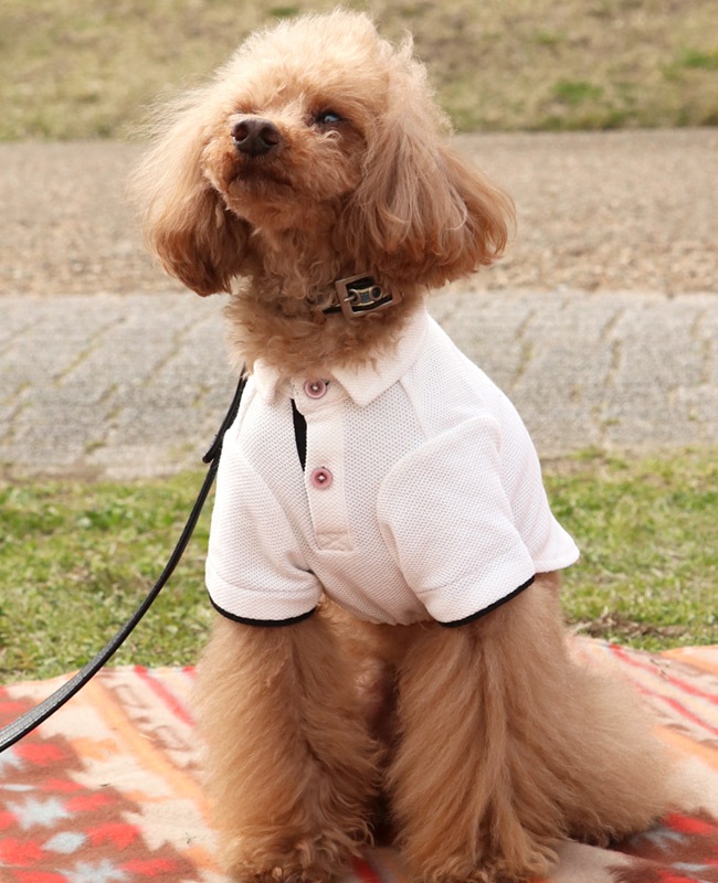 クリフメイヤー[公式] 冷感リンクスカノコポロ DOG D2445127