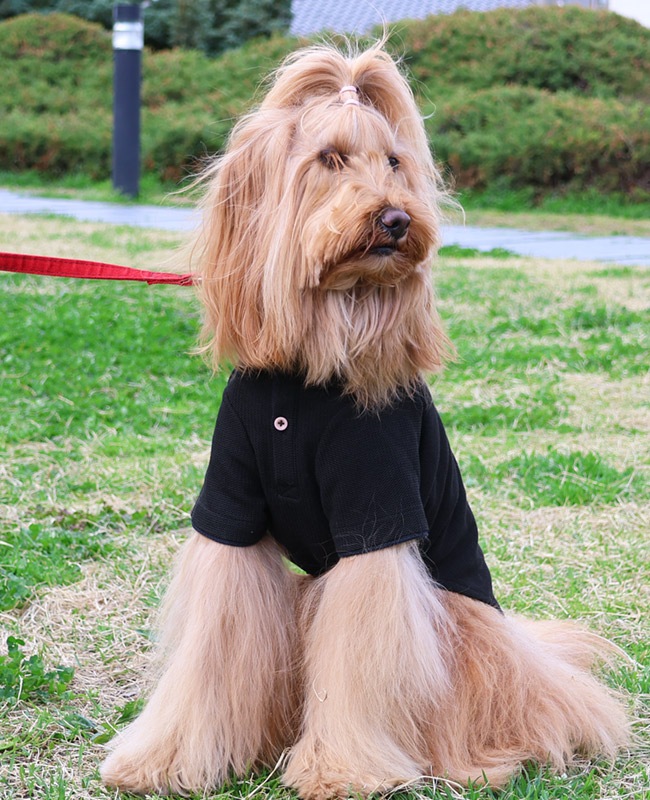 クリフメイヤー[公式] 冷感リンクスカノコポロ DOG D2445127