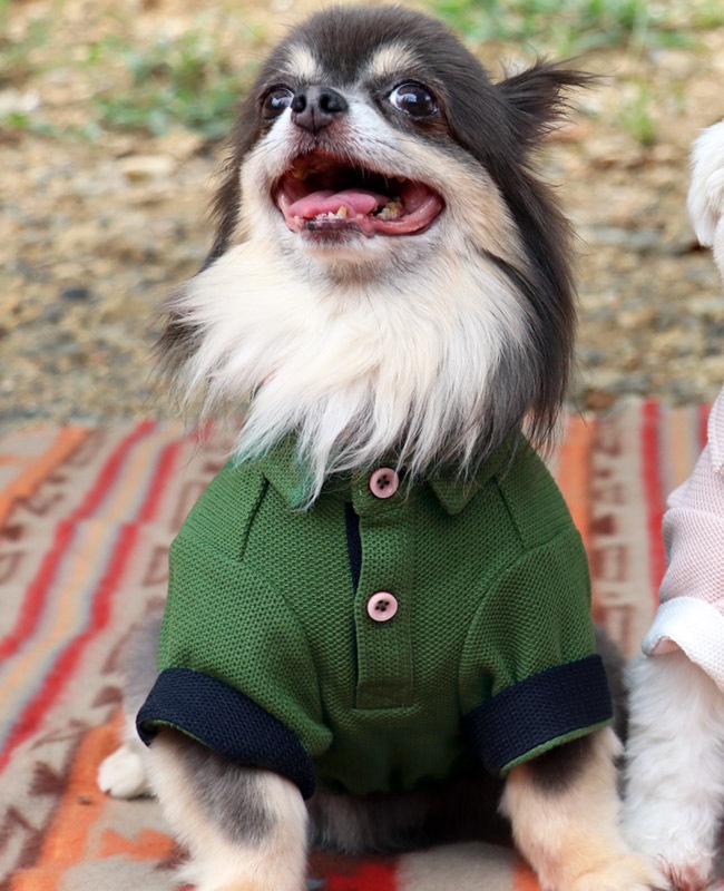 クリフメイヤー[公式] 冷感リンクスカノコポロ DOG D2445127