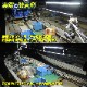 DC12v専用 LEDテープライト 6000k ホワイト発光 白基盤 (50cm)
