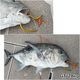 チタン製 大型魚用フライングギャフ 限定販売 ゴールド ショア オフショア 兼用 マグロ カジキ クエ ヒラマサ カンパチ シイラ イソマグロ サメなどに