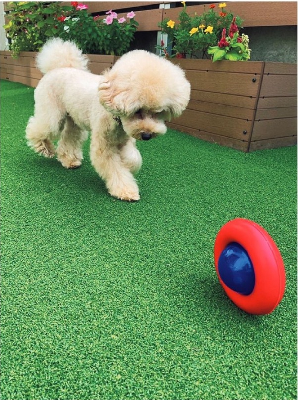 󥲥 ͹ 12 ڥå 10mʹñ̡ܡ