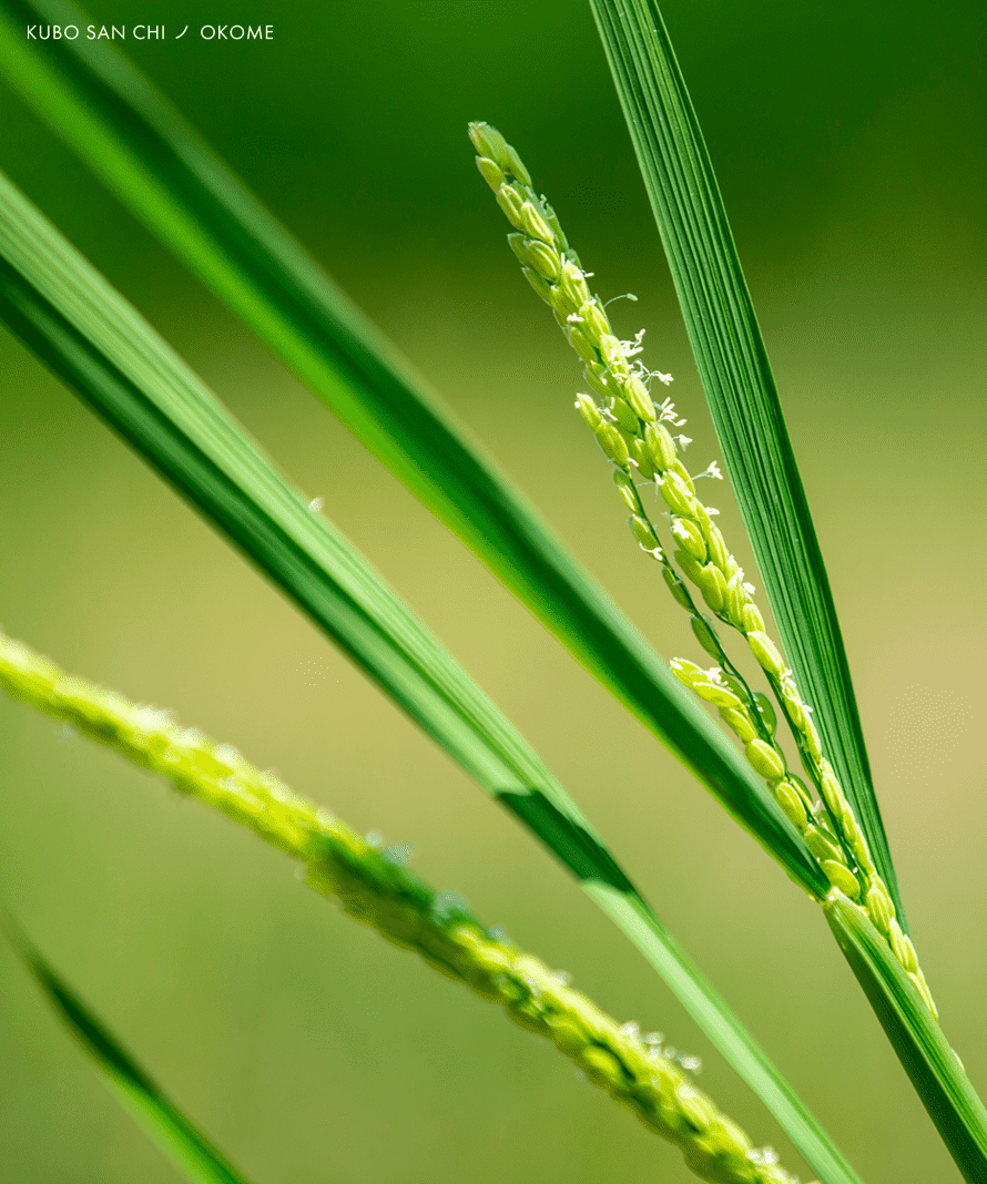 ヒノヒカリ（玄米）３合（450ｇ）