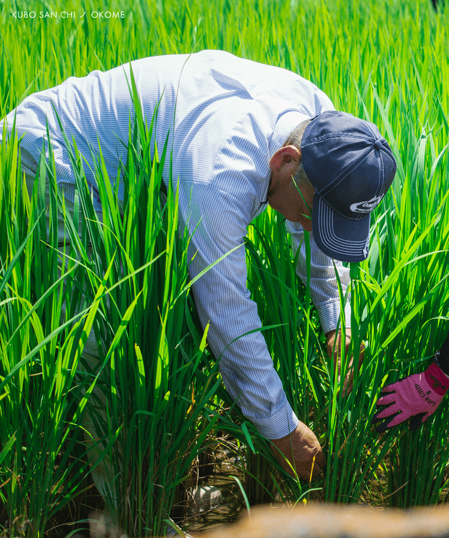 白米　真空パック　5ｋｇ×2