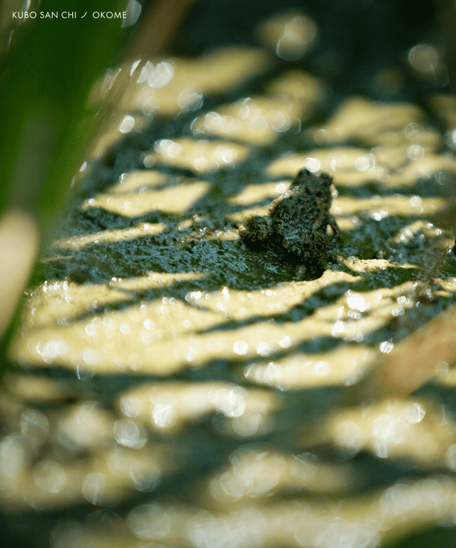 ヒノヒカリ（玄米）１０ｋｇ