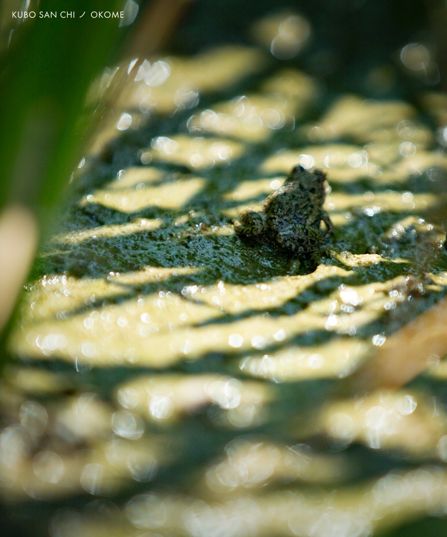 玄米　真空パック　5ｋｇ×3