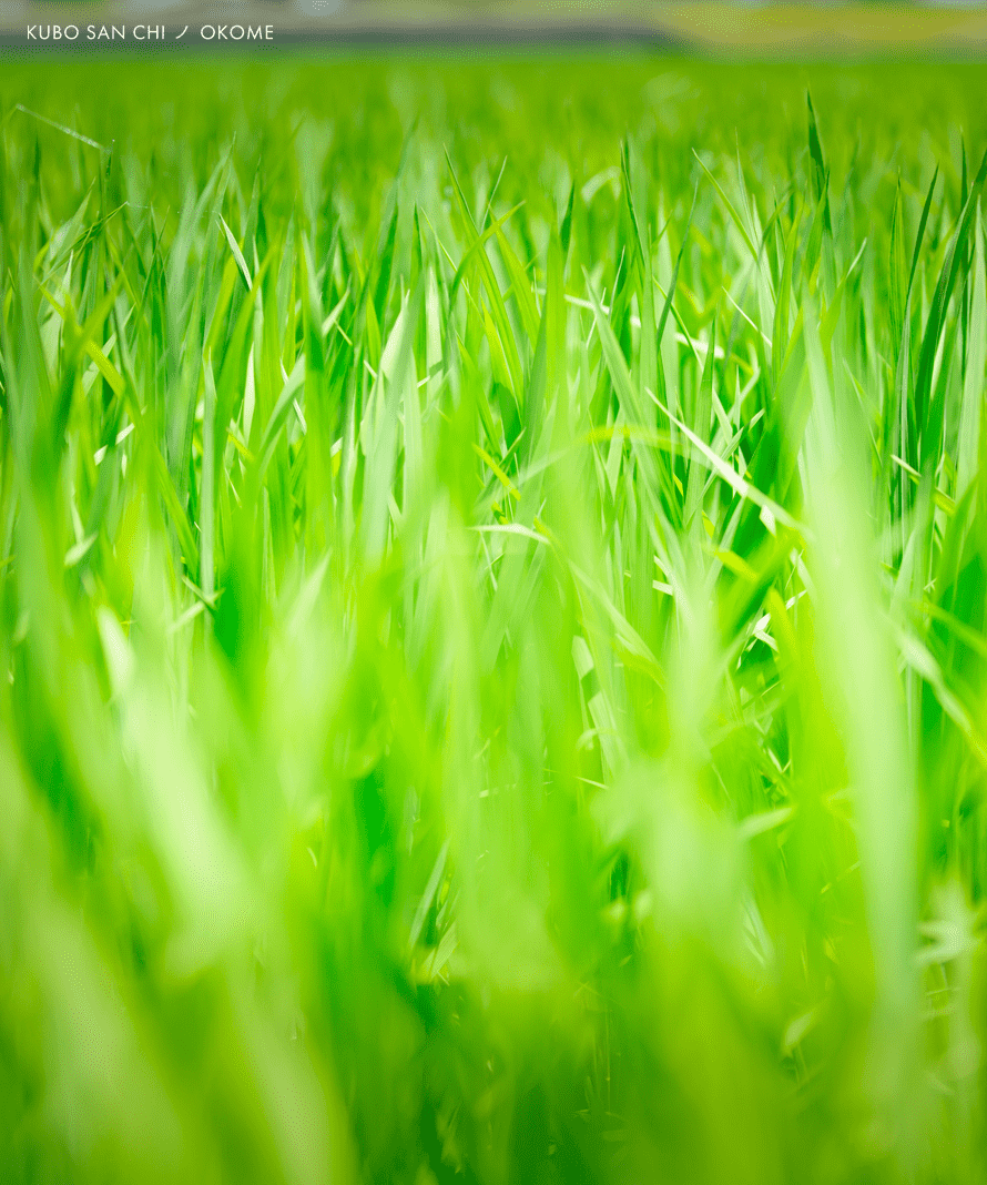 白米　真空パック　5ｋｇ×2