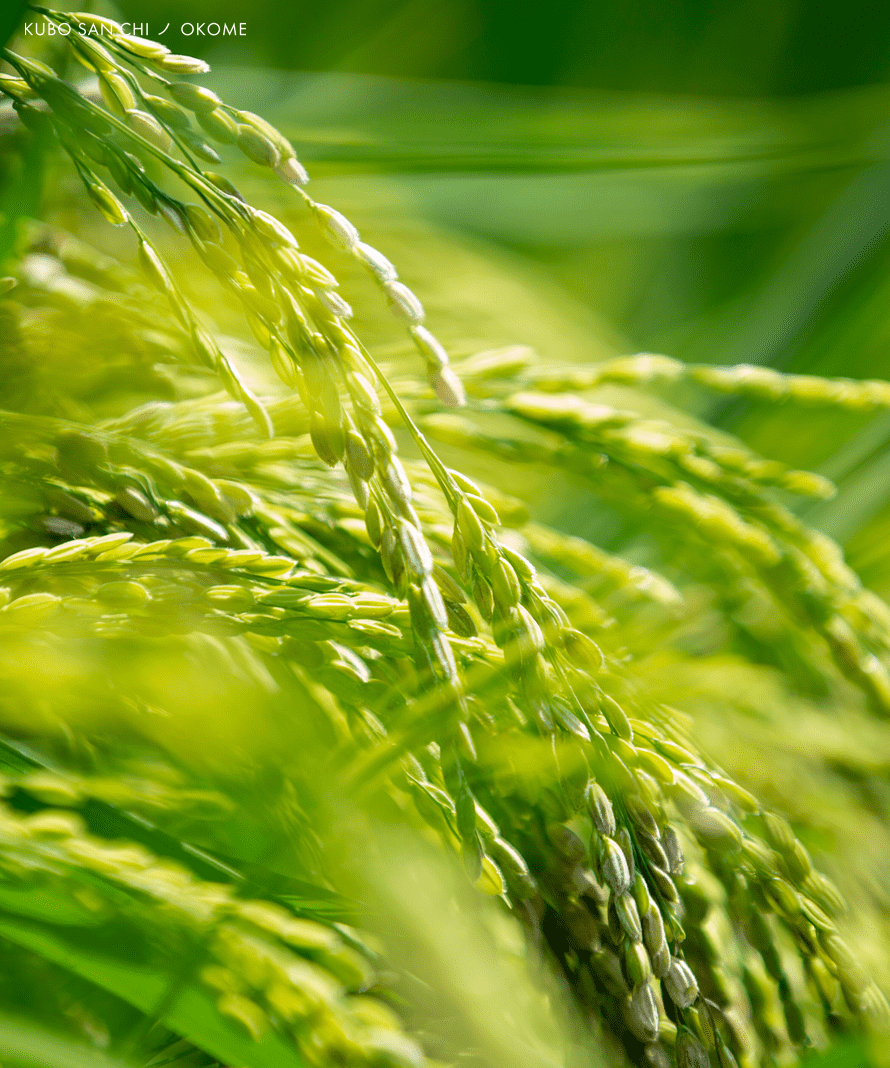 白米　真空パック　5ｋｇ×2