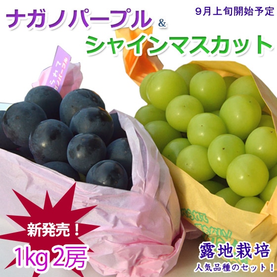 ナガノパープル＆シャインマスカット 露地 1kg 2房 新発売！