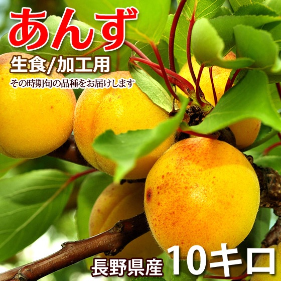 �ܤΤ��� 10kg ����/�ù��Ѥ��� Ĺ��� �����ܳ���ͽ��
