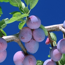 ������쥤 �ץ롼�� 3kg 9�����ܳ���ͽ��