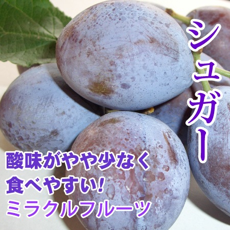 ミラクルフルーツ 信州産プルーン 「シュガー」 2kg