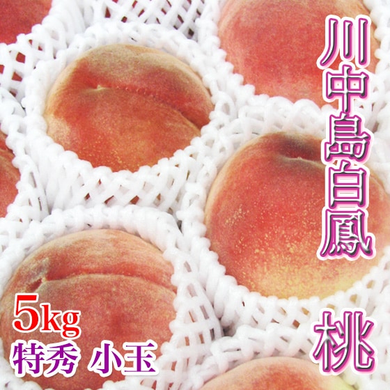 ��������˱ �ý� 5kg 18-22�� ���� �� ���