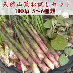 �ܤλ��ڥ��å� ŷ����� 1���� 5-6����  Ĺ��� ��5���ܡ�6��ܡ�