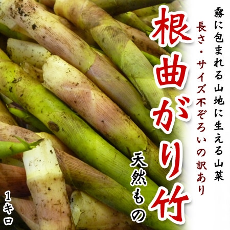 根曲がり竹 天然もの [太さ・長さ不揃いの訳あり] 1キロ 長野県産
