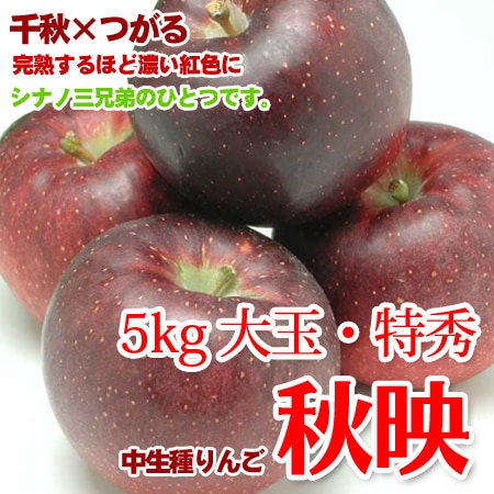 秋映りんご 贈答品にも最適 5kg