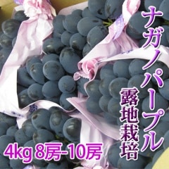 ナガノパープル 贈答用 4kg 8-10房 量が少なく大変人気の貴重な