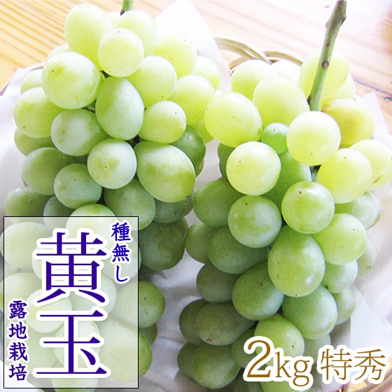 種無し黄玉 2kg 4-5房 甘いぶどう ご贈答用にも最適