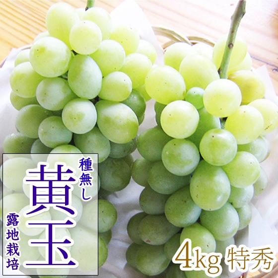 ̵ 4kg 8-10˼ Ť֤ɤ ͵Ǥ