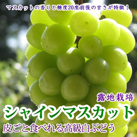 香川 高級 シャインマスカット 約5kg 7房 ぶどう 種なし 皮ごと 葡萄 香川 高級 シャインマスカット 約5kg 7-8房 種なし 皮ごと 葡萄