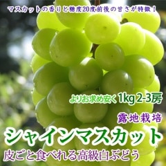 ���㥤��ޥ����å� �����֤ɤ� 1kg 2-3˼ �ޥ����åȹ᤬����䤫