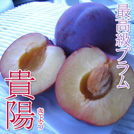 貴陽 最高級プラム 2kg大玉 太陽の日差しを浴びて甘さ抜群