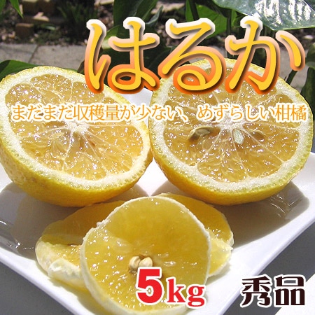 新品種のみかん 「はるか」 5キロ 秀品 収穫量が少ない、めずらしい柑橘