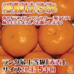 愛媛はるみ みかん 5キロ赤秀 ご贈答に最適です。 まだまだ貴重なみかん。