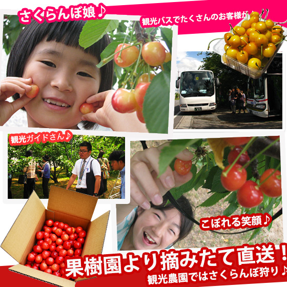 みかん蜜五郎さくらんぼ佐藤