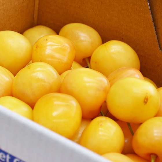 月山錦 幻の黄色いサクランボ!!