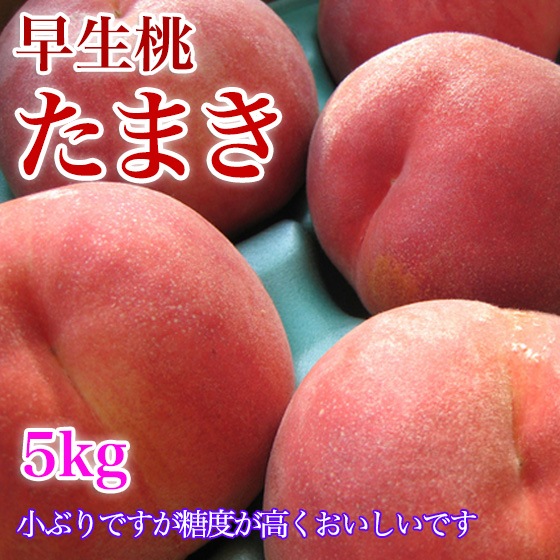 ���ޤ� �� 5kg ���� ��20�� �����ʼ� �������ܳ���ͽ��