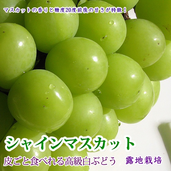 ���㥤��ޥ����å� �����֤ɤ� 4kg 6-10˼ �ޥ����åȹ᤬����䤫