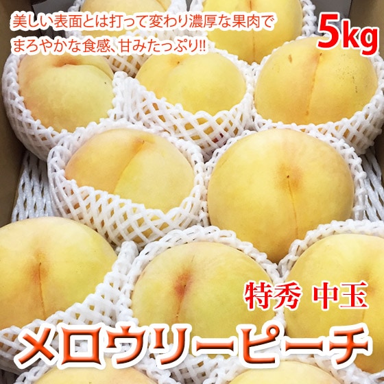 ������꡼�ԡ��� 5kg 13-16�� ��� �ý� ��