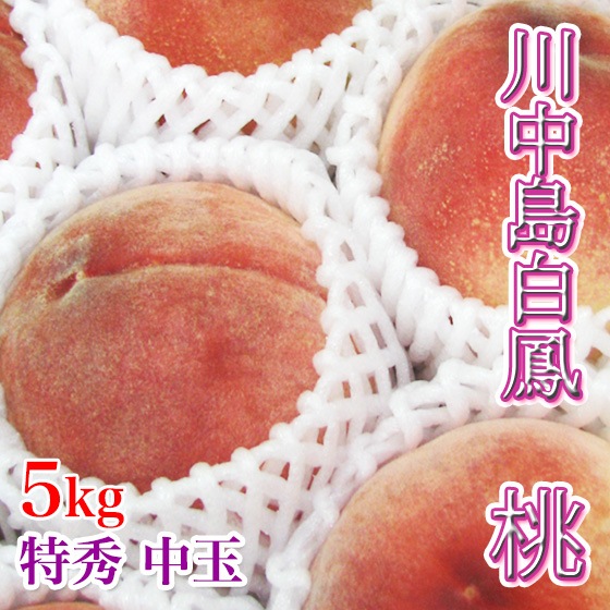 ��������˱ �ý� 5kg 13-16�� ��� �� ���