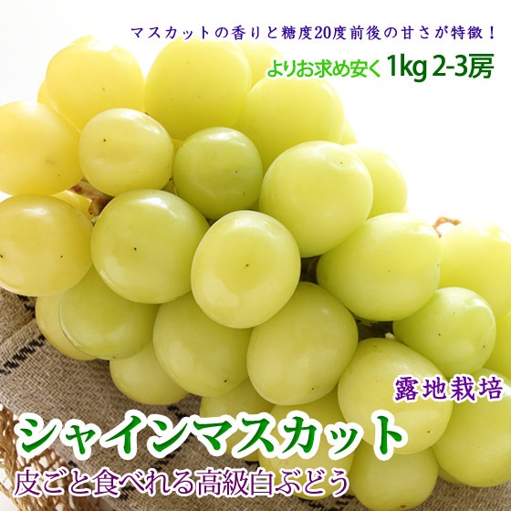 ���㥤��ޥ����å� �����֤ɤ� 1kg 2-3˼ �ޥ����åȹ᤬����䤫