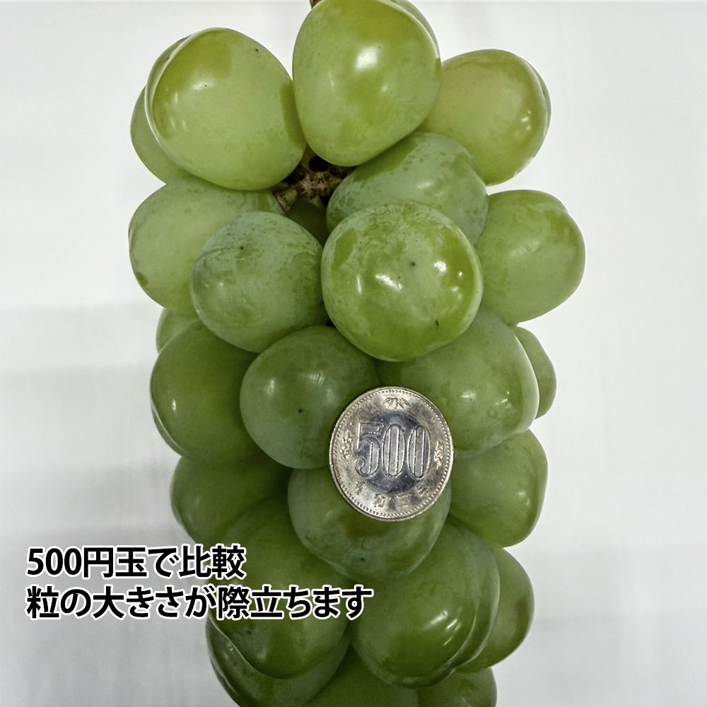 ͺ�� 1kg 1��2˼ Ķ��γ �ѥ�äȤ���������ǻ���ʴŤ� ���֤ɤ� ����̵��
