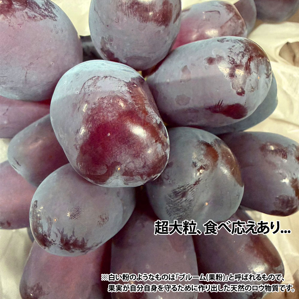 �ٻΤε� 1kg�ʾ� 1˼��2˼ �����ʼ� ���֤ɤ� Ĺ��� ����̵��