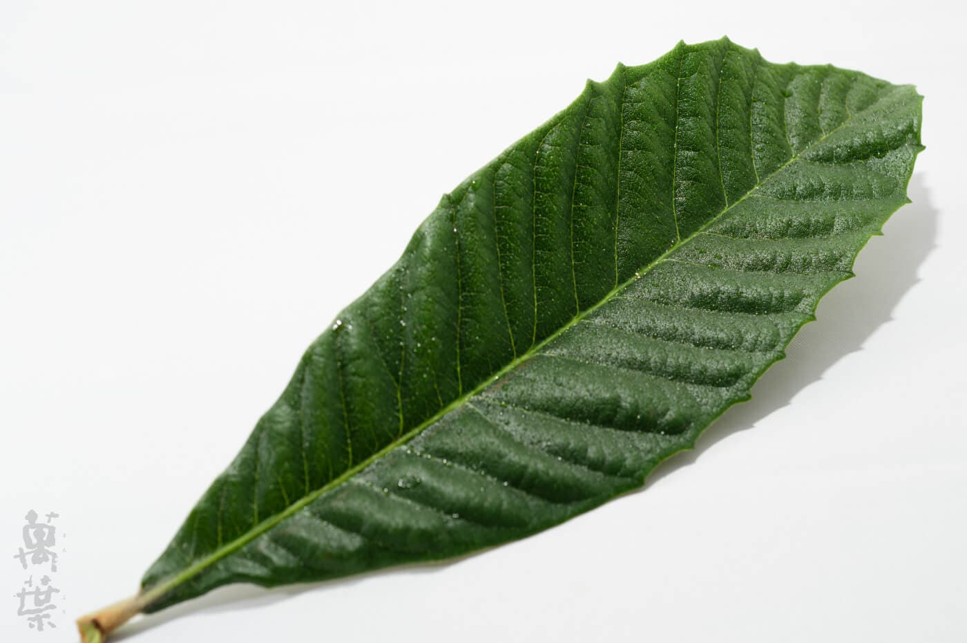 練習用ビワの葉2枚プレゼントEM菌育成無肥料無農薬・自己申告制