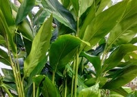 ����������ޡ�5g��6�ġ�̵����̵����