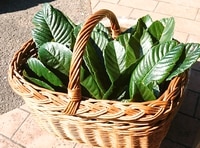 �֥ӥ���ա�100�硦��25��ۤ�